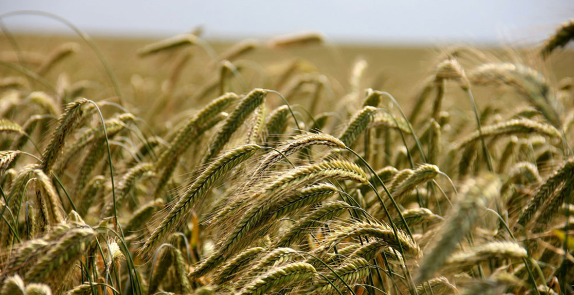 WHOLE CROP SILAGE - AN ALTERNATIVE TO MAIZE?